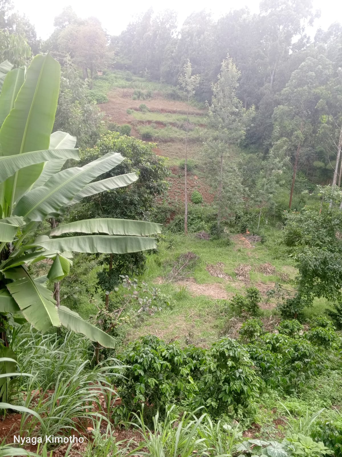 Kitisuru 2.5acres for sale