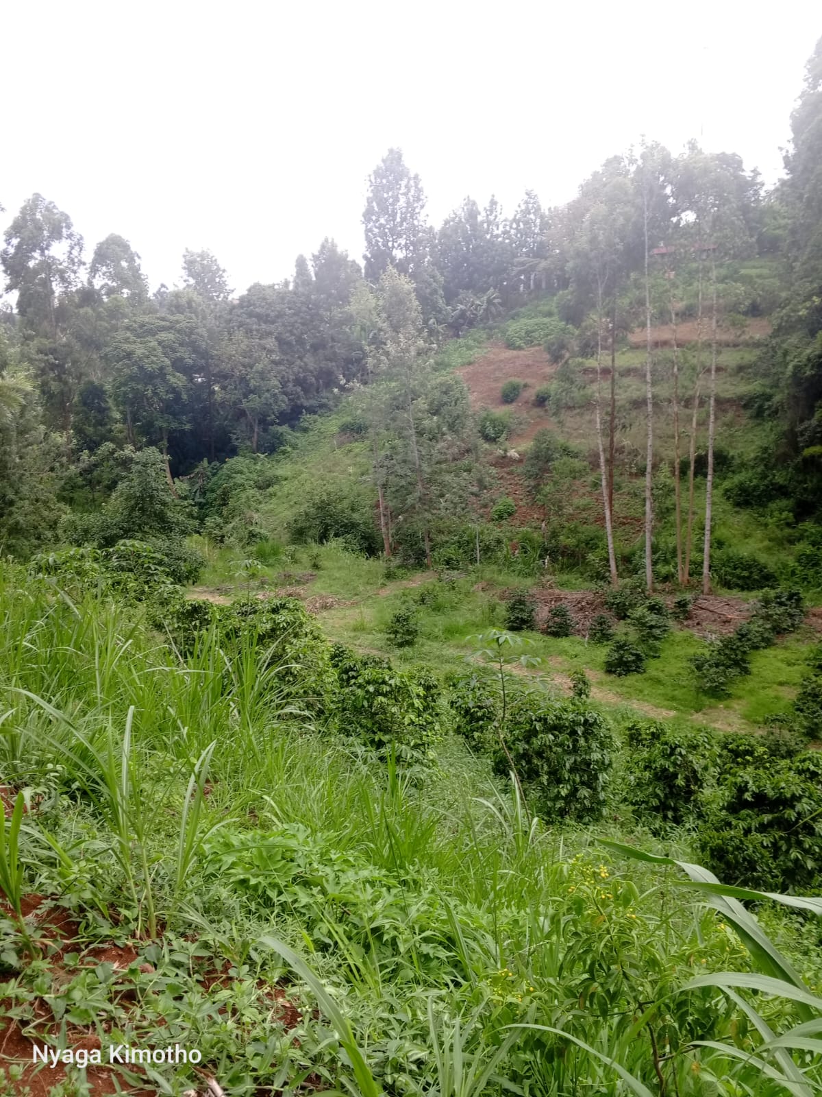 Kitisuru 2.5acres for sale