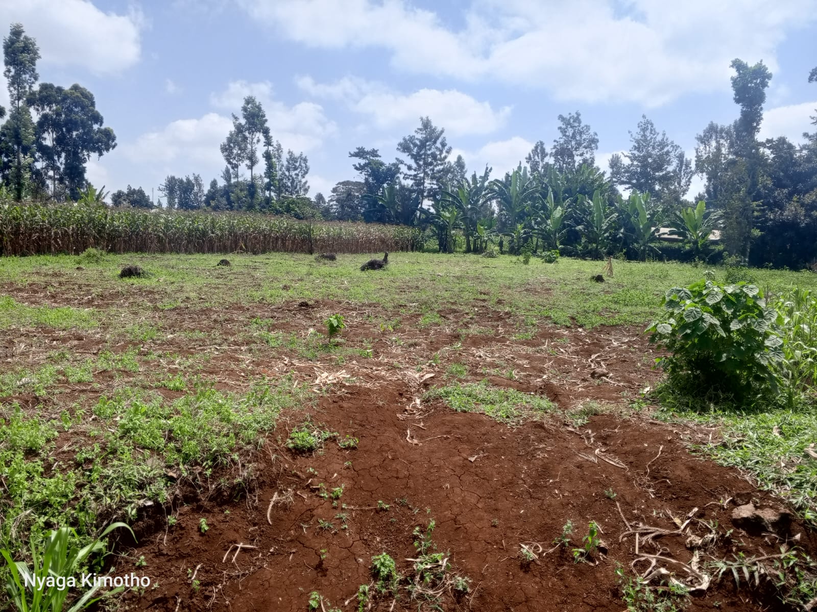 Land for Sale